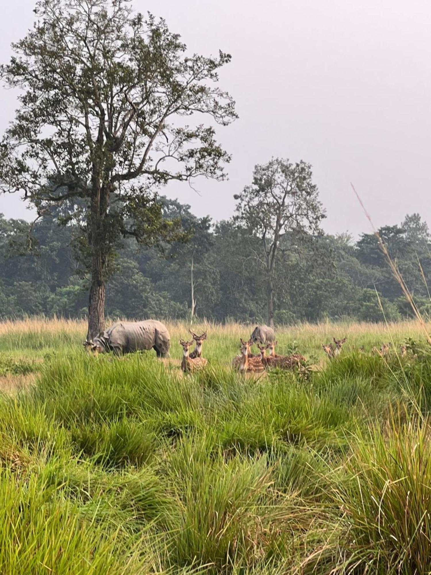 Hotel Chitwan Park Village Sauraha Ngoại thất bức ảnh